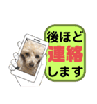 トイプー♡こころのひとりごと犬⑥シンプル（個別スタンプ：12）