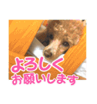 トイプー♡こころのひとりごと犬⑥シンプル（個別スタンプ：13）