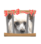 トイプー♡こころのひとりごと犬⑥シンプル（個別スタンプ：22）