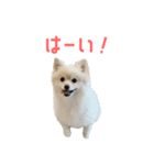 ポメラニアンのしんじ（個別スタンプ：1）