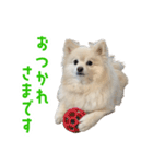 ポメラニアンのしんじ（個別スタンプ：3）