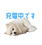 ポメラニアンのしんじ（個別スタンプ：4）