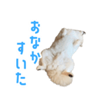 ポメラニアンのしんじ（個別スタンプ：10）