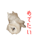 ポメラニアンのしんじ（個別スタンプ：11）