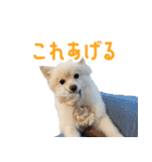 ポメラニアンのしんじ（個別スタンプ：12）