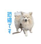 ポメラニアンのしんじ（個別スタンプ：13）