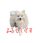 ポメラニアンのしんじ（個別スタンプ：14）