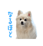 ポメラニアンのしんじ（個別スタンプ：18）