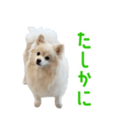 ポメラニアンのしんじ（個別スタンプ：19）