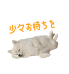 ポメラニアンのしんじ（個別スタンプ：20）