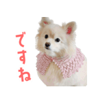 ポメラニアンのしんじ（個別スタンプ：21）