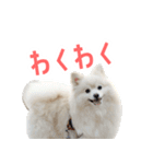 ポメラニアンのしんじ（個別スタンプ：24）