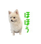 ポメラニアンのしんじ（個別スタンプ：25）