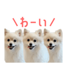 ポメラニアンのしんじ（個別スタンプ：26）