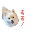 ポメラニアンのしんじ（個別スタンプ：27）