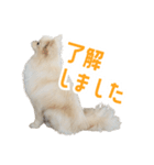 ポメラニアンのしんじ（個別スタンプ：28）