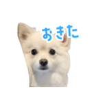 ポメラニアンのしんじ（個別スタンプ：31）