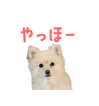 ポメラニアンのしんじ（個別スタンプ：32）
