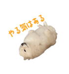 ポメラニアンのしんじ（個別スタンプ：33）