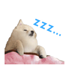ポメラニアンのしんじ（個別スタンプ：34）