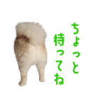 ポメラニアンのしんじ（個別スタンプ：35）