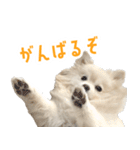ポメラニアンのしんじ（個別スタンプ：36）