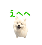 ポメラニアンのしんじ（個別スタンプ：38）