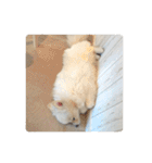 ポメラニアンのしんじ（個別スタンプ：40）