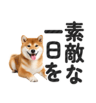 【デカ文字】柴犬写真のシンプルなスタンプ（個別スタンプ：2）