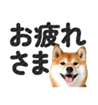 【デカ文字】柴犬写真のシンプルなスタンプ（個別スタンプ：5）