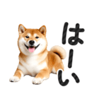 【デカ文字】柴犬写真のシンプルなスタンプ（個別スタンプ：7）