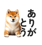 【デカ文字】柴犬写真のシンプルなスタンプ（個別スタンプ：8）