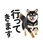 【デカ文字】柴犬写真のシンプルなスタンプ（個別スタンプ：9）