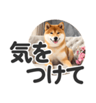 【デカ文字】柴犬写真のシンプルなスタンプ（個別スタンプ：10）