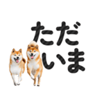 【デカ文字】柴犬写真のシンプルなスタンプ（個別スタンプ：11）