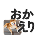 【デカ文字】柴犬写真のシンプルなスタンプ（個別スタンプ：12）