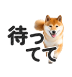 【デカ文字】柴犬写真のシンプルなスタンプ（個別スタンプ：13）