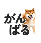 【デカ文字】柴犬写真のシンプルなスタンプ（個別スタンプ：14）