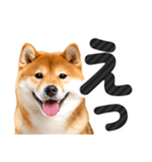 【デカ文字】柴犬写真のシンプルなスタンプ（個別スタンプ：20）