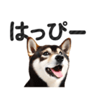 【デカ文字】柴犬写真のシンプルなスタンプ（個別スタンプ：24）