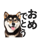 【デカ文字】柴犬写真のシンプルなスタンプ（個別スタンプ：26）