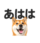 【デカ文字】柴犬写真のシンプルなスタンプ（個別スタンプ：28）