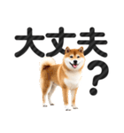 【デカ文字】柴犬写真のシンプルなスタンプ（個別スタンプ：29）