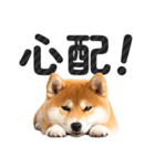 【デカ文字】柴犬写真のシンプルなスタンプ（個別スタンプ：31）