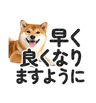 【デカ文字】柴犬写真のシンプルなスタンプ（個別スタンプ：32）