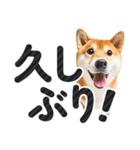 【デカ文字】柴犬写真のシンプルなスタンプ（個別スタンプ：33）