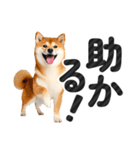 【デカ文字】柴犬写真のシンプルなスタンプ（個別スタンプ：34）