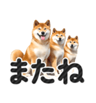 【デカ文字】柴犬写真のシンプルなスタンプ（個別スタンプ：39）