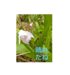 MyGardenFlower5（個別スタンプ：8）