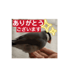 動く桜文鳥わすけ（個別スタンプ：2）